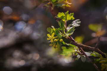 Blossom tree