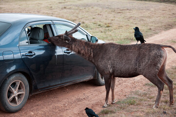 Elk on Sri Lanka