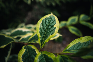 Tree foliage