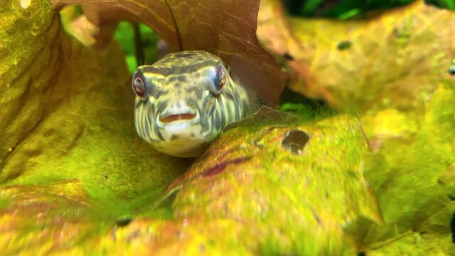 Pufferfish slowly swims between plants leaves. Puffer fish with black spots. Tetraodon lineatus
