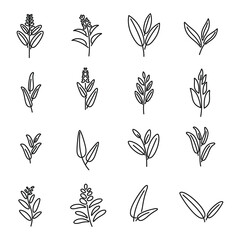 Sage icons set outline vector. Flower leaf