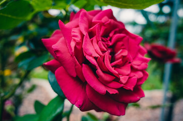 red rose in the garden