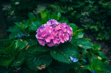 hydrangea