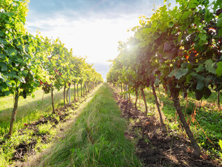 Fototapeta na wymiar Vineyard rows under Palava. Vineyards at sunset in autumn harvest