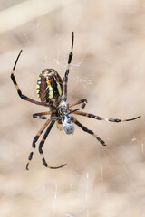 Macro spider