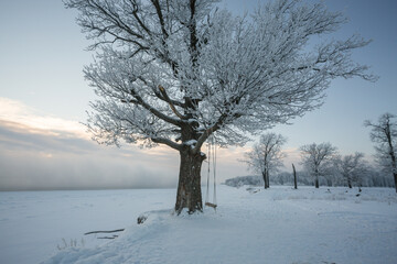 winter landscape, frozen trees, snowy view, beautiful winter