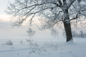 Fototapeta na wymiar winter landscape, frozen trees, snowy view, beautiful winter