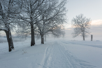 winter landscape, frozen trees, snowy view, beautiful winter