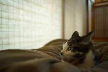 Portrait of tabby cat against the background of Japanese traditional paper screen