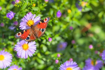 Macro of a peacock butterfly