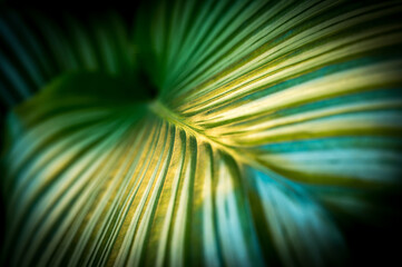 Obraz premium Lush green of a leaf of a tropical plant