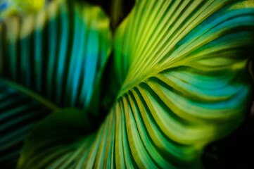 Obraz na płótnie Canvas Lush green of a leaf of a tropical plant