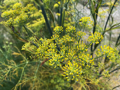 Fennel (Foeniculum vulgare) der Fenchel, Fenouil commun, Hinojo, Obični komorač, Koromač, Anason, Divlja mirodija, Janež, Rezen, Morač, Anita, Kopar sladki ili Slatki ani&scaron;