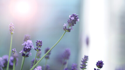 Obraz premium Bright and colorful of violet lavender flower blooming and fragrance with sunlight outdoor.