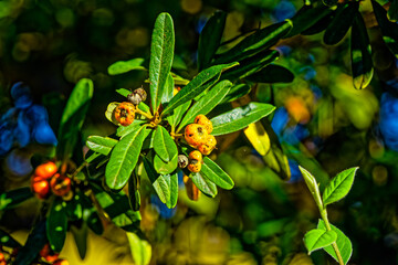 Yellow berries growing on bush
