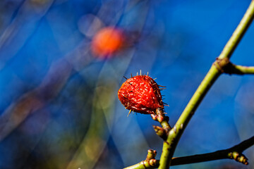 Obraz premium Exotic red berry with spines