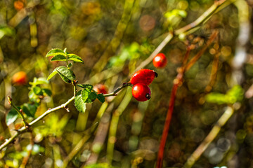 Tree with exotic red cotoneaster berries