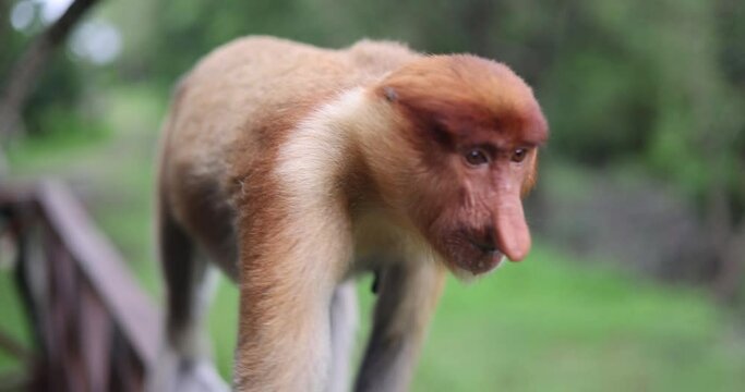 Slow motion footage of a proboscis monkey or long-nosed monkey walking on a railing. Old World monkey with an unusually large nose. A Nasalis larvatus at Sepilok, Borneo. Wildlife at Sabah, Malaysia.
