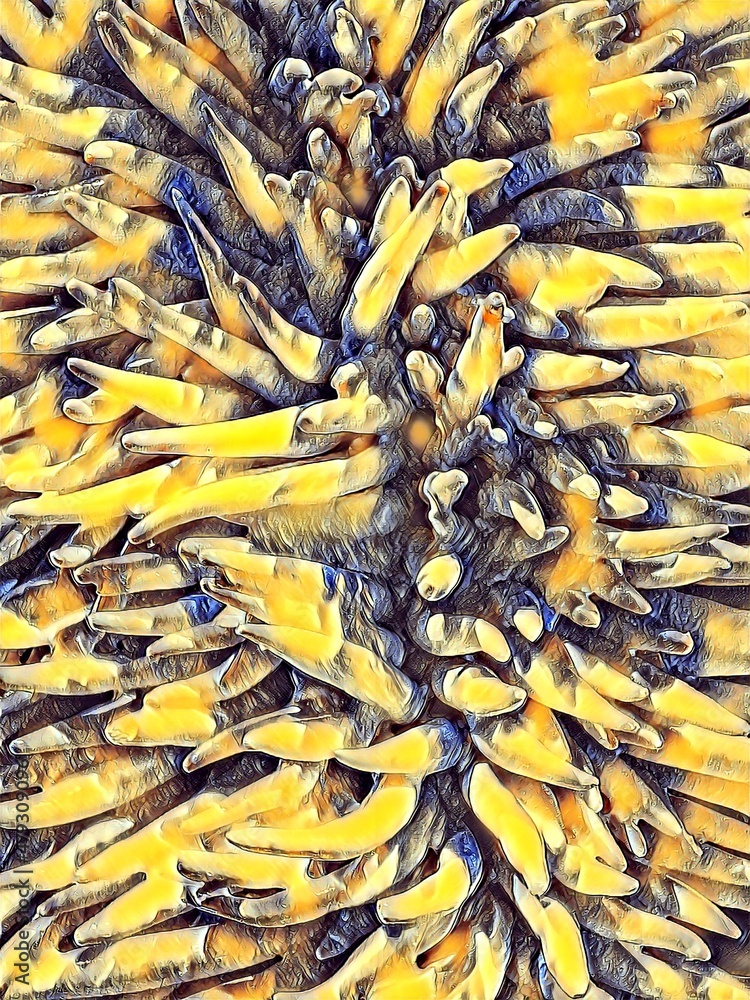 Poster variations and diversity of pattern and design coloured anemone fronds