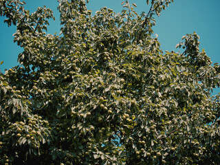 The crown of a pear tree against the blue sky. Many pears on the branches of a tree.