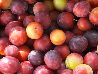 The berries of a ripe home-grown cherry plum.