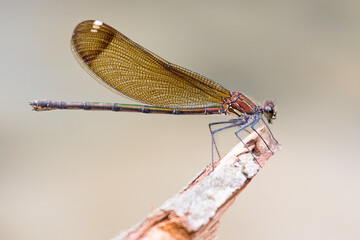 Caballito del diablo (Calopteryx sp.) Castellón, España