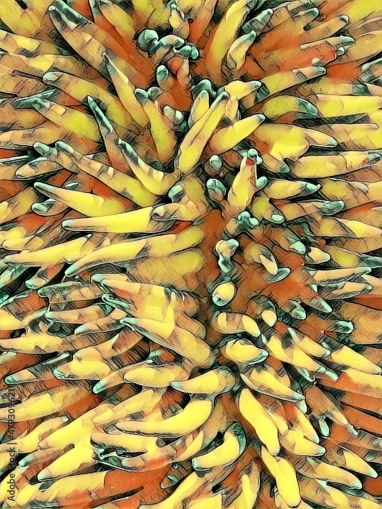 Poster variations and diversity of pattern and design coloured anemone fronds