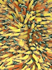 variations and diversity of pattern and design coloured anemone fronds