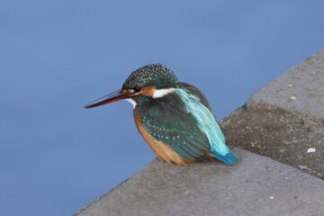 野鳥の宝石と言われているカワセミの写真