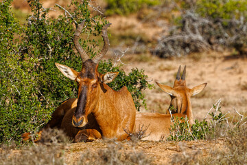 Red Hartebeest female and calf lying on ground