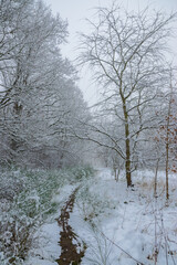 forest during winter (Brandenburg, Germany)