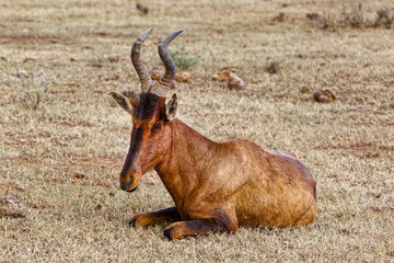 Red Hartebeest lying on dry grass