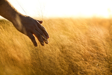 Man's hand passing over a wheat field on a beautiful sunny day. Freedom and wellbeing concept.