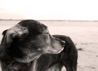 Bardinomix am Strand