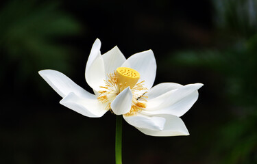 Mauritian water lilie © Franziska