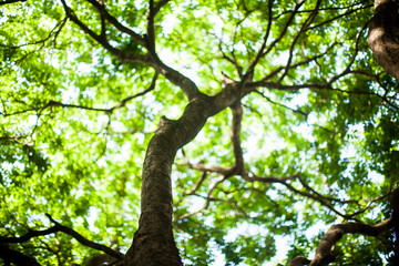 Beauty of trees and lush green inside a park. Nature and wellbeing concept.
