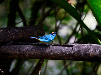 small Galapagos bird on a branch in natural conditions