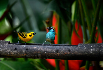 yellow and blue birds argue on a branch against a background of red tropical flowers of Ecuador 