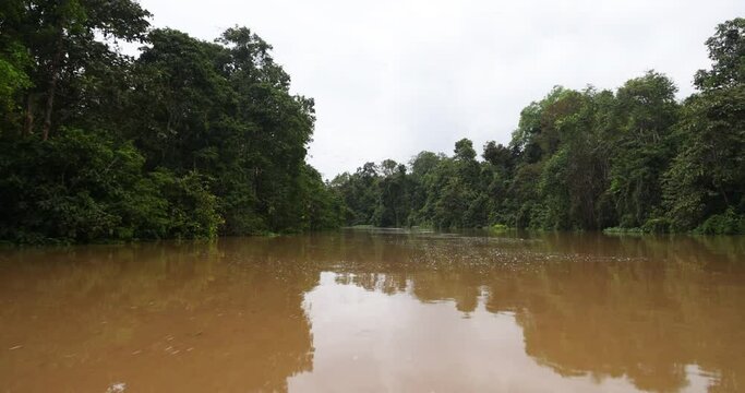 On a river cruise through the tropical rainforest of Borneo, Malaysia. Lush vegetation and huge tropical trees along the wide river. Brown opaque water in the jungle of Sabah. Grey rain clouds on sky