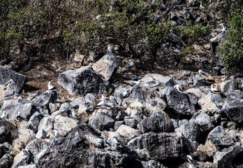 small Galapagos bird on a branch in natural conditions