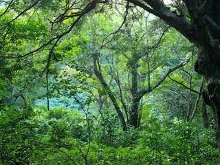 dense forest in east Asia