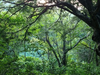 dense forest in east Asia