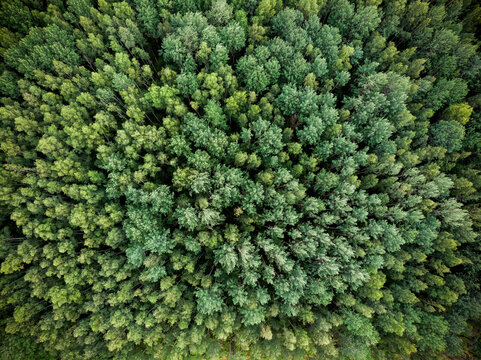 Spruce Forest From A Birds Eye View. Photo From The Drone