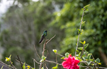 small Galapagos bird on a branch in natural conditions