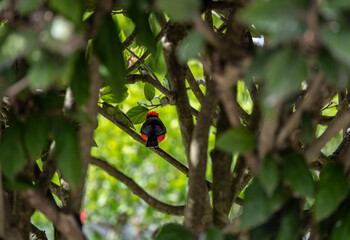 small Galapagos bird on a branch in natural conditions