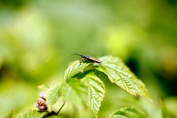 bug on a leaf