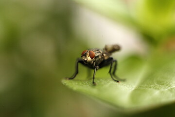 fly on leaf