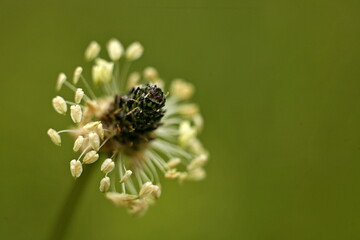 macro of a spider