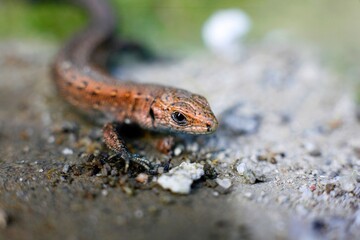 lizard on a rock