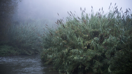Giant reeds on river banks during fog